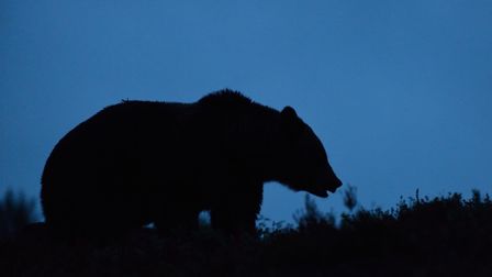 How to poke the bear without being eaten alive
