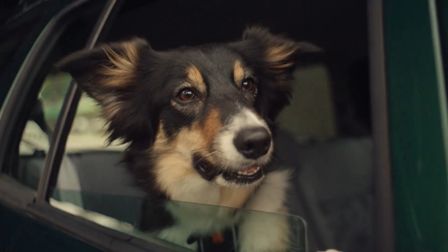 ​30 Millions d'amis Foundation puts reoffenders in the doghouse