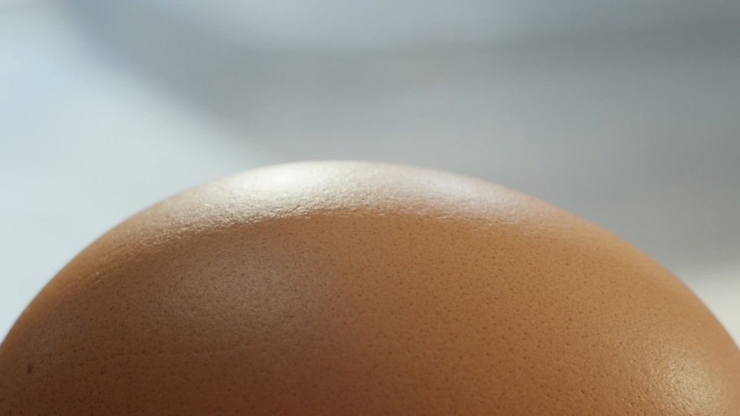 Egg - True