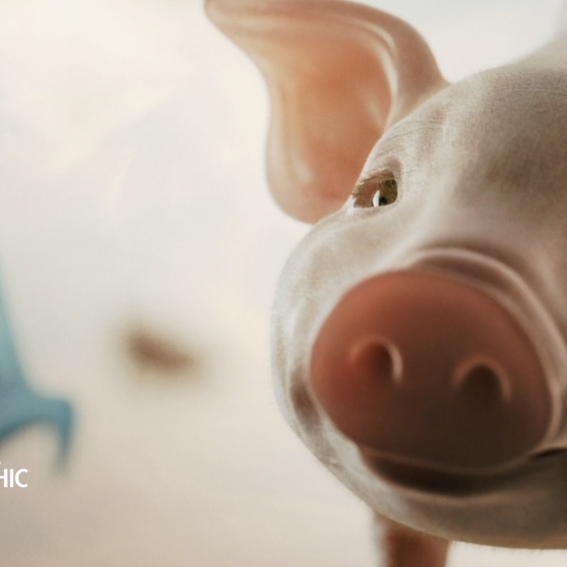 When Pigs Fly | National Geographic