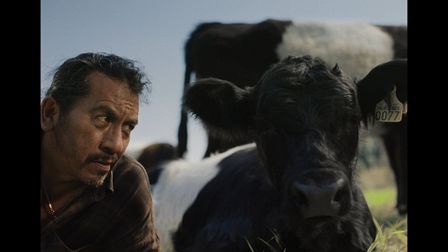 Oreo's udderly lovely lookalike cows