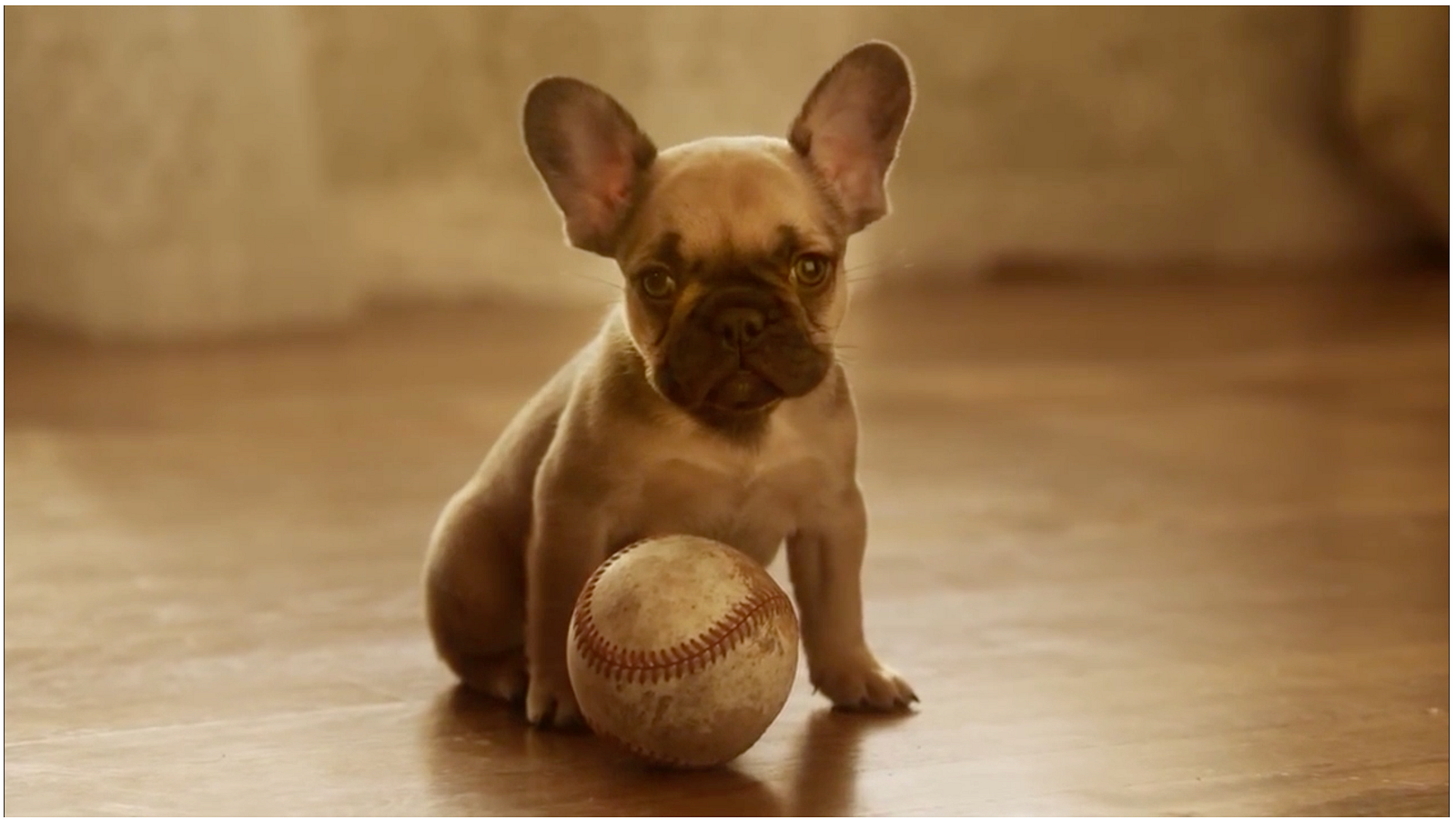 Doritos  Puppy Dad