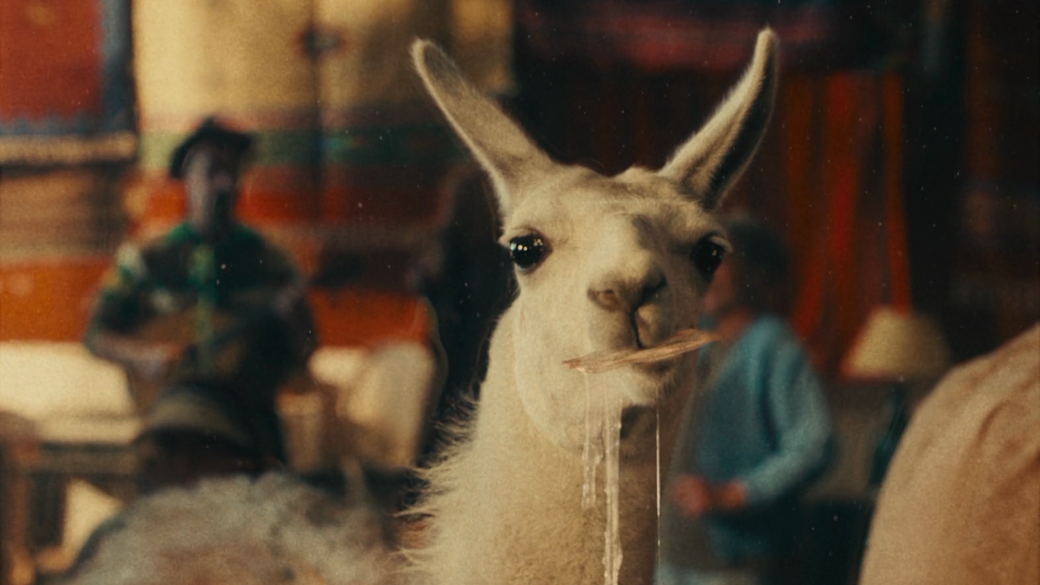 The Hungry Llama