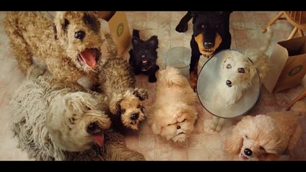 Bone appétit: Publix pooches cook up a treat