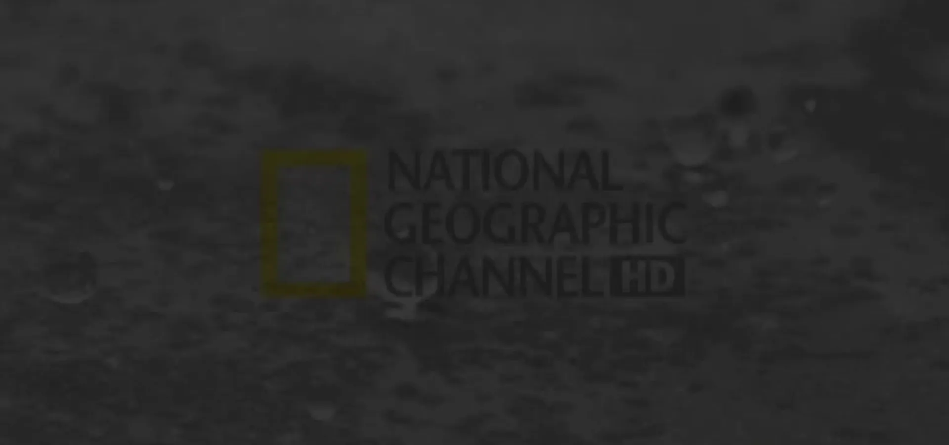 HD Branding