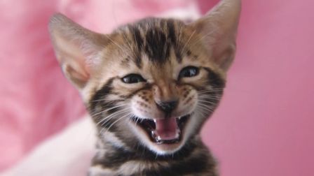 Sandisk’s purr-suasive platform