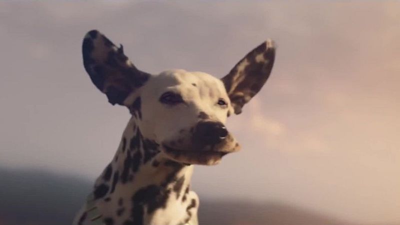 Budweiser