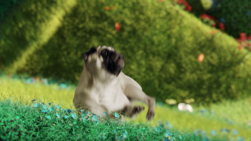 CANIDAE  “A World of Goodness for Pets and our Planet”