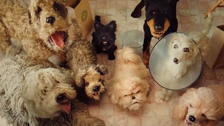 Bone appétit: Publix pooches cook up a treat