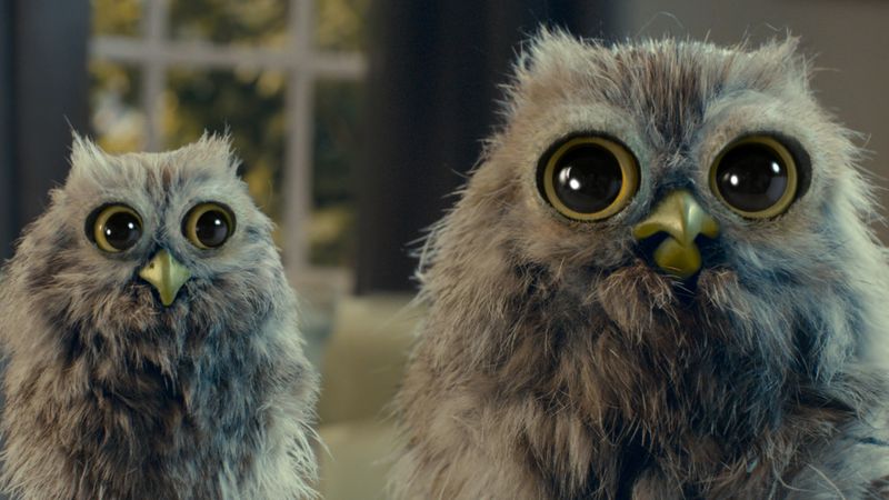 BN Owls