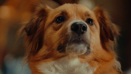 What if a dog’s personality could be revealed?