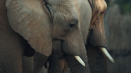 San Diego Zoo welcomes Elephant Valley
