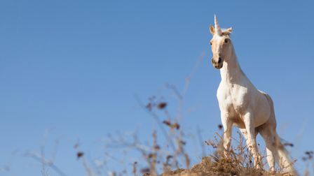 How to... hire a unicorn