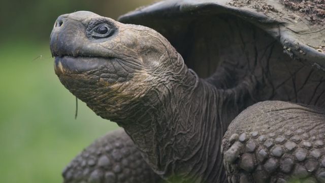 Galapagos