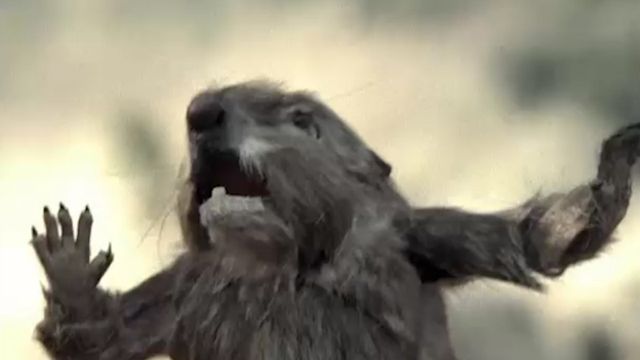 Prarie Dog