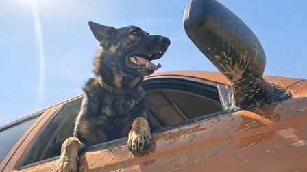 Fi launches the new Fi Ultra Dog Tracker
