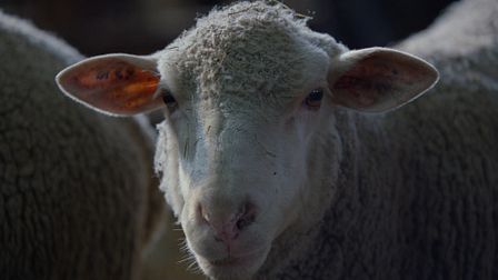 Bleating around the bush