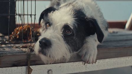 Every dog deserves The Farmer's Dog