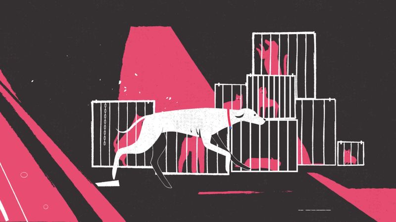 Cruelty Towards Animals