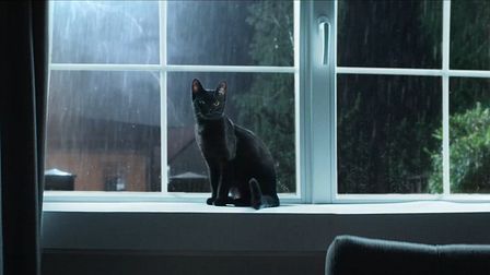 Direct Assurance's mysterious moggy
