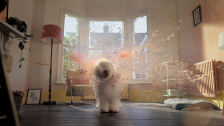 Dulux's canine colour cannon