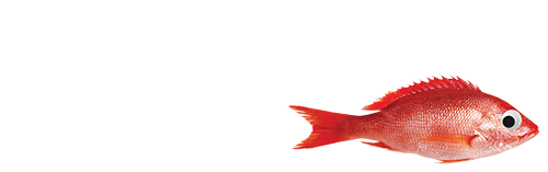 Snapper TV