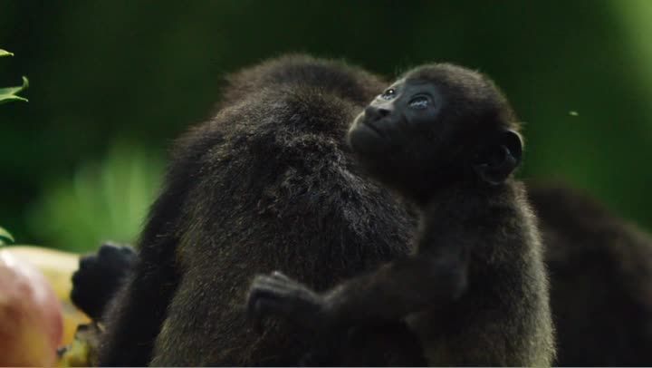 Monkeys