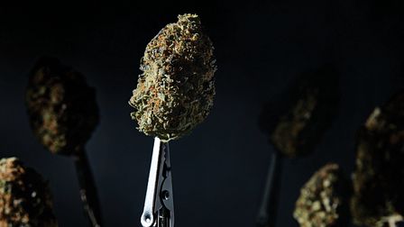 In the weeds: The creative benefits of cannabis marketing