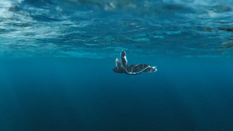 The Australian Marine Conservation Society