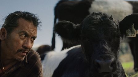 Oreo's udderly lovely lookalike cows