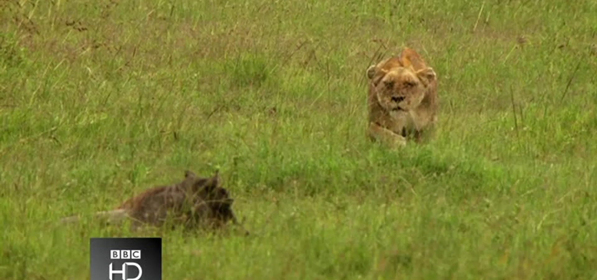 BBC Planet Earth Live