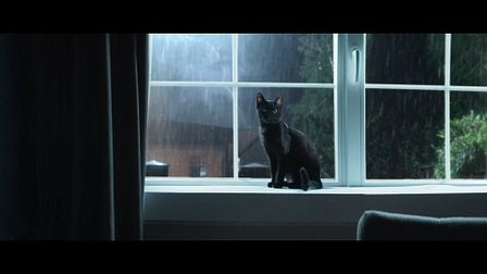 Direct Assurance's mysterious moggy