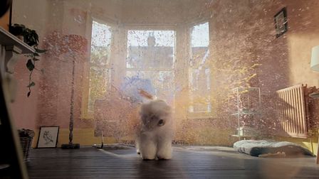 Dulux's canine colour cannon