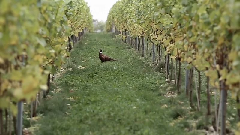 Harvest