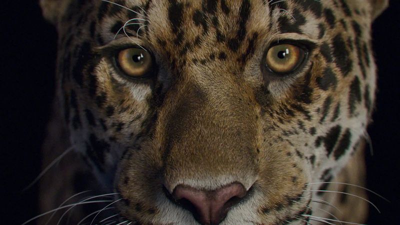 Jaguar