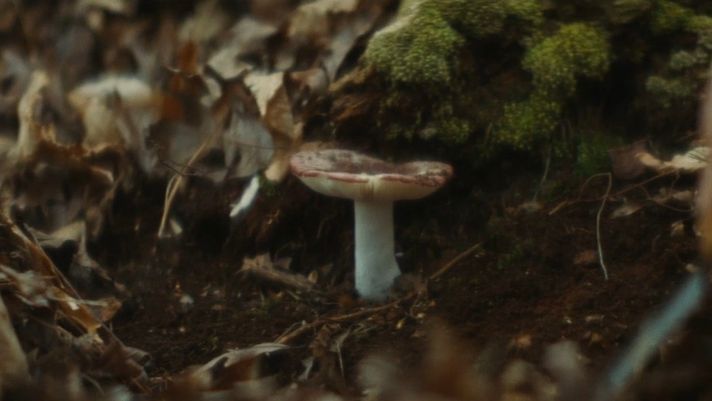 HERE'S TO US: MUSHROOM CLUB