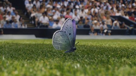 Wimbledon’s butterfly on the wall