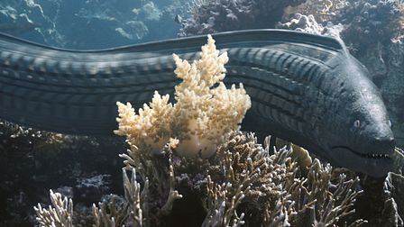 Pascal Schelbli on finding The Beauty in plastic pollution
