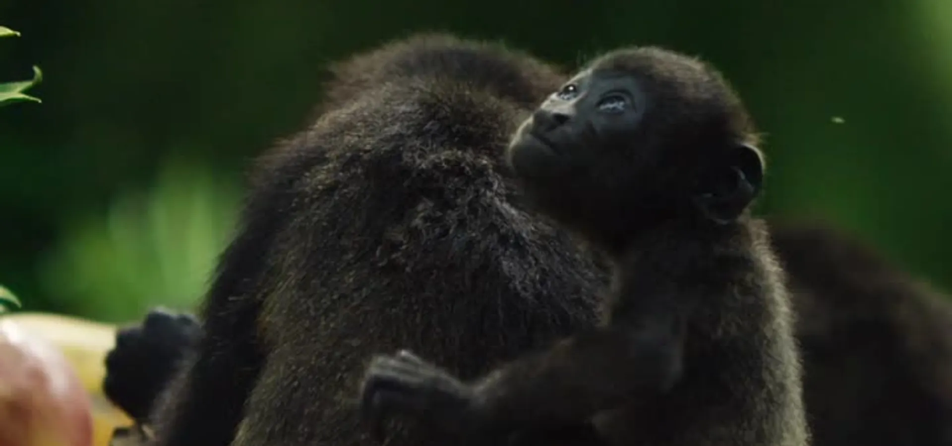 Monkeys