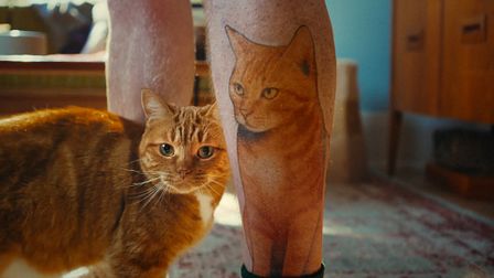 Fresh Step celebrates cat obsession