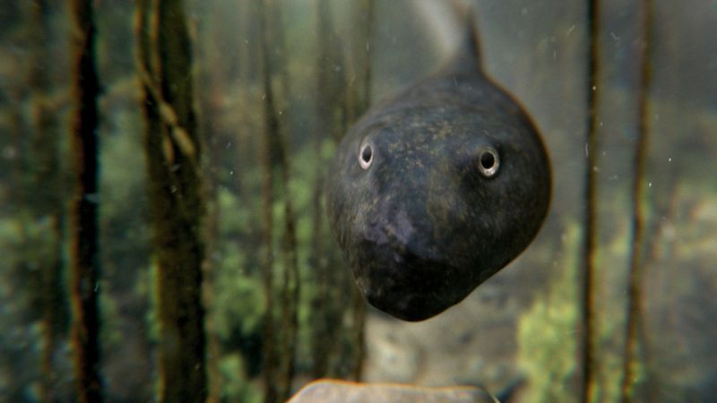 Tadpoles