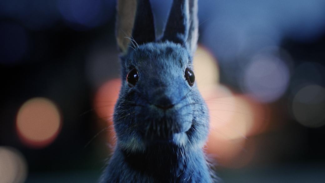 Follow Your Rabbit
