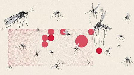 TIKI says mosquitos are jerks