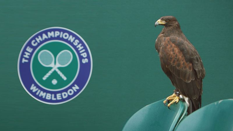Rufus 'The Real Hawk Eye'