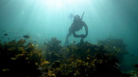 Hyundai and the forests without names