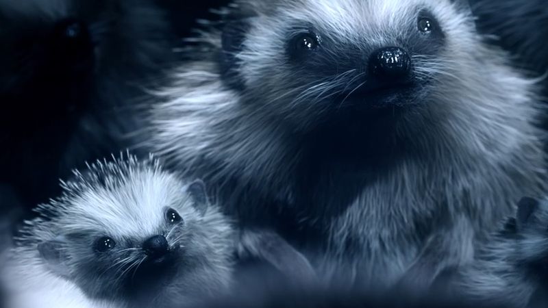 Volkswagen - Hedgehog