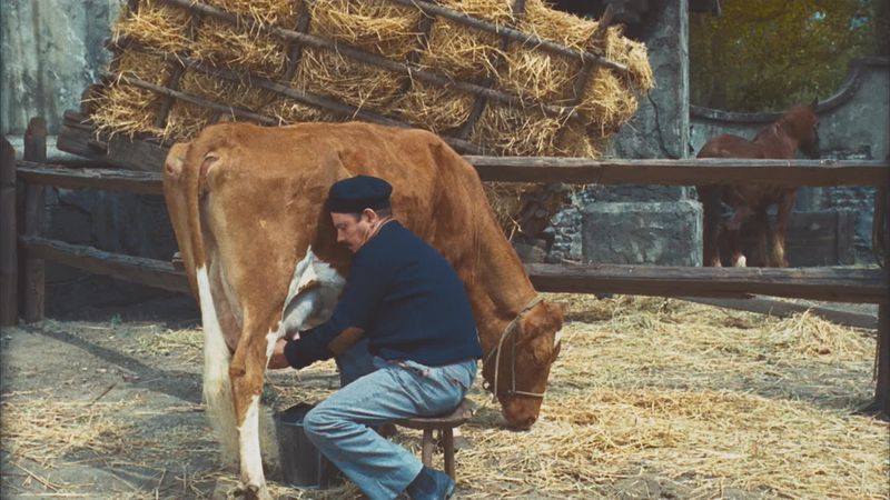 Quick Bet / Cow