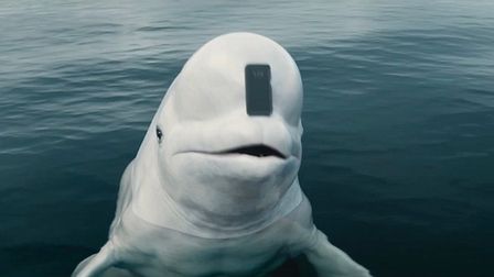 NerdWallet’s financially-savvy sea beast