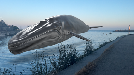 A whaley good outcome for Ms Blue