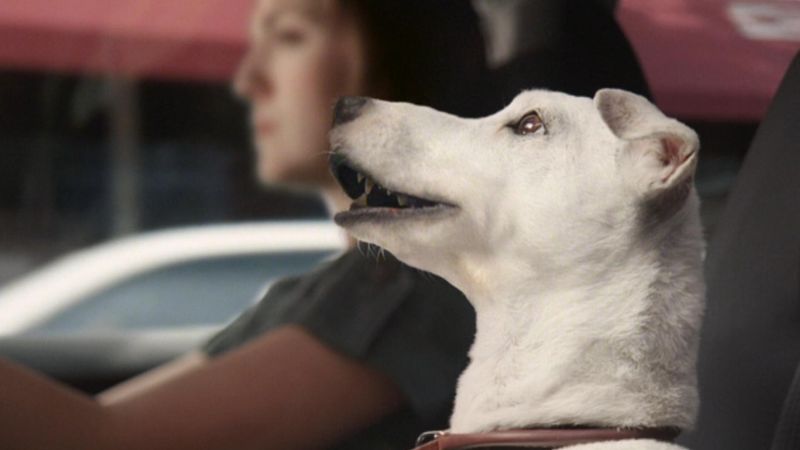 Dog